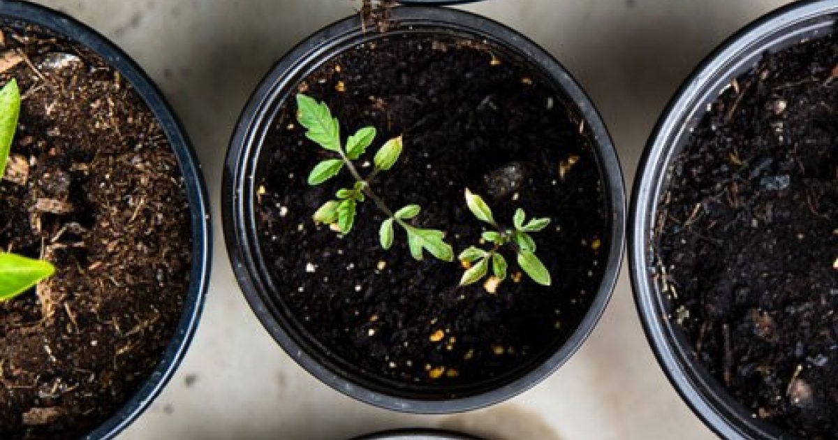 Our Plant Spacing Chart For Better Texas Gardens