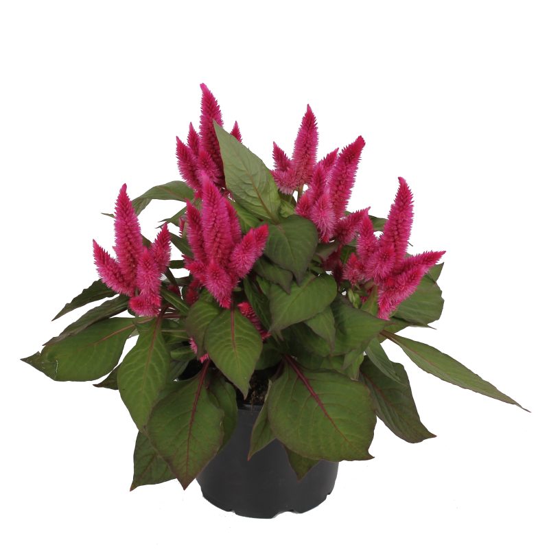 Celosia Kelos Atomic Neon Pink