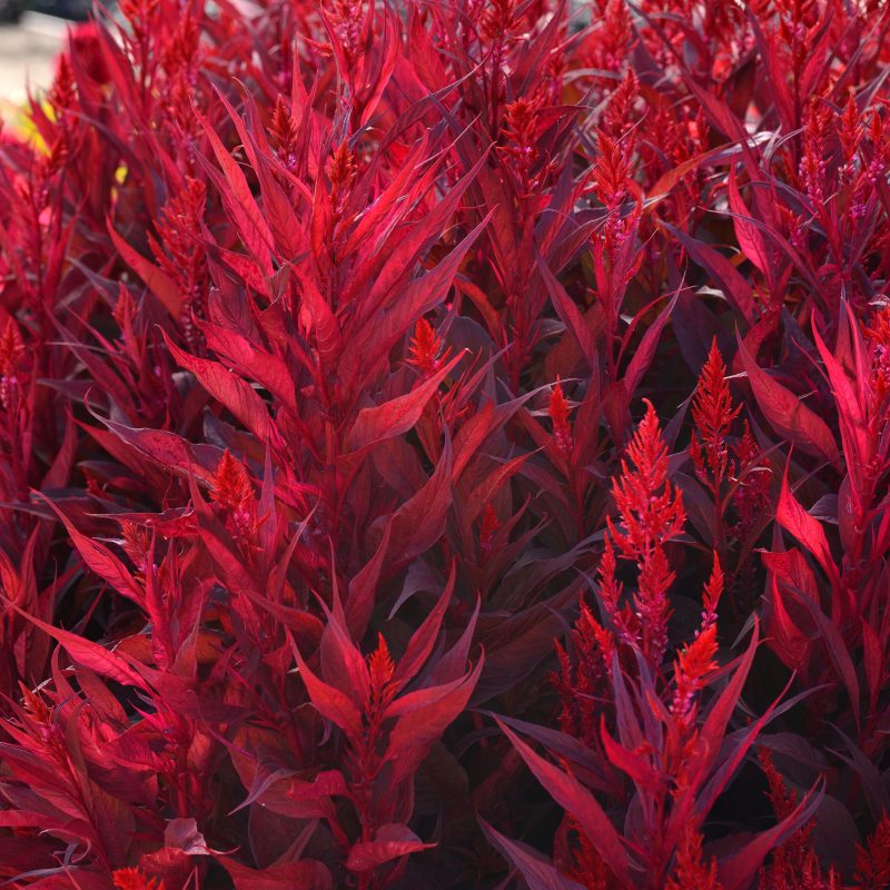 Dragons Breath Celosia Color Code BSC Landscape Seed 09 14 West Chicago Mark Widhalm Dragons Breathe Celosia 02 JPG CEL14 18149 JPG Bloom