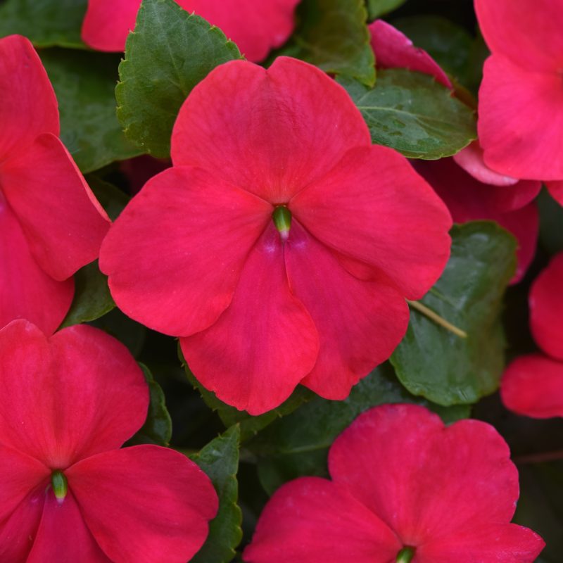 IMPATIENS BEACON LIPSTICK Bloom Bloom