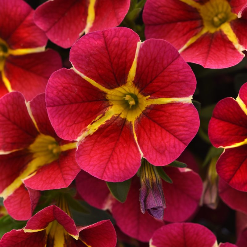 CALIBRACHOA MINIFAMOUS NEO RED HAWAII Bloom Bloom