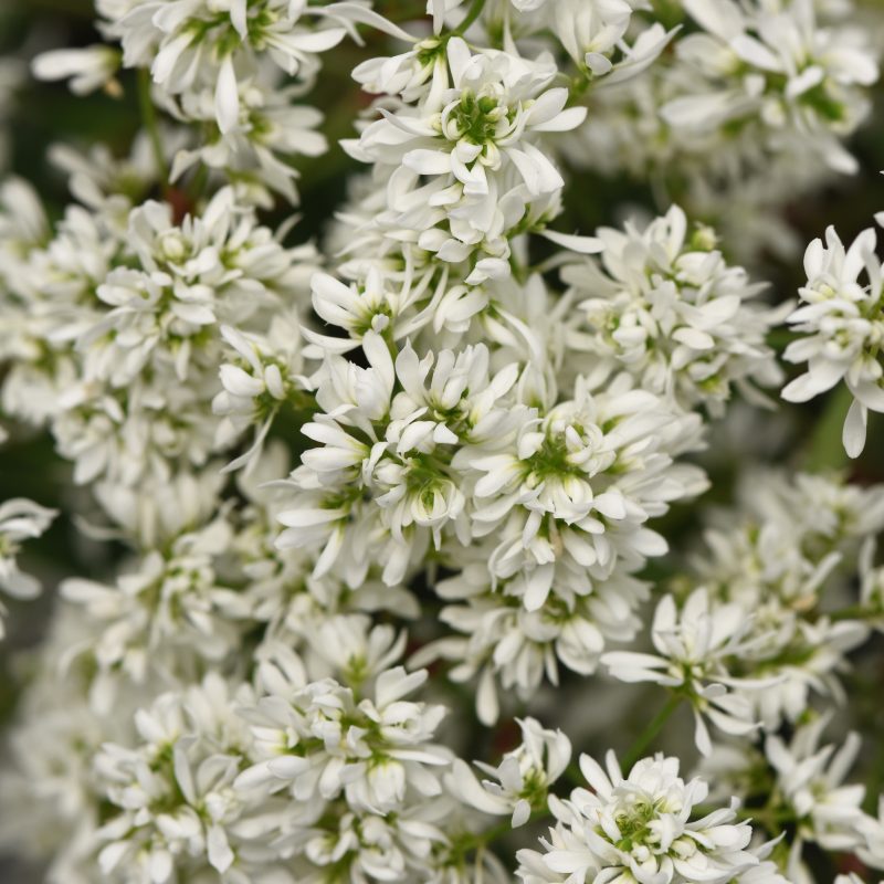 EUPHORBIA FLURRY Bloom Bloom