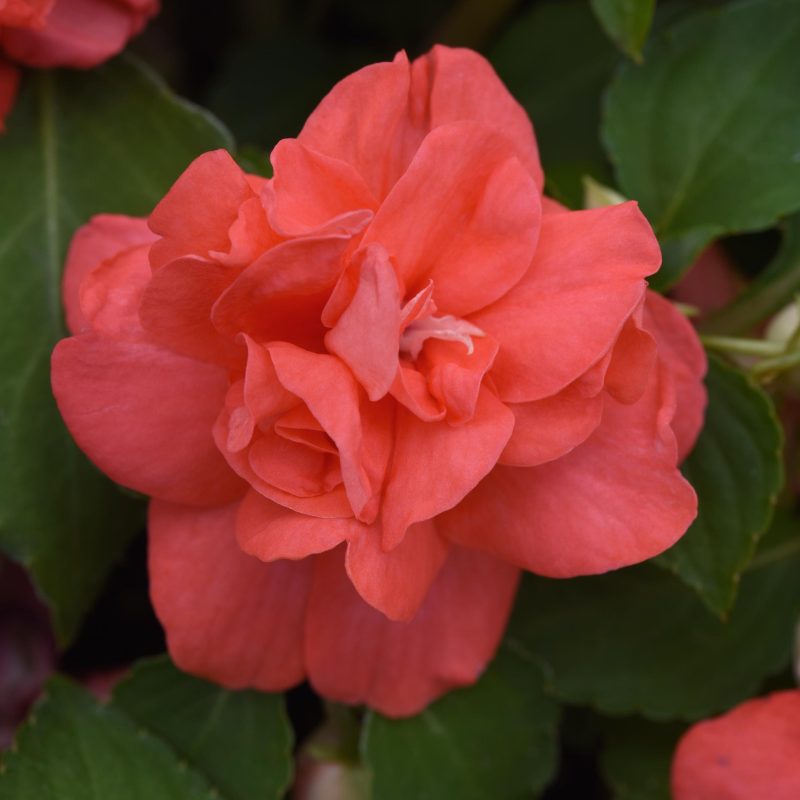 IMPATIENS DOUBLE GLIMMER SALMON Bloom Bloom