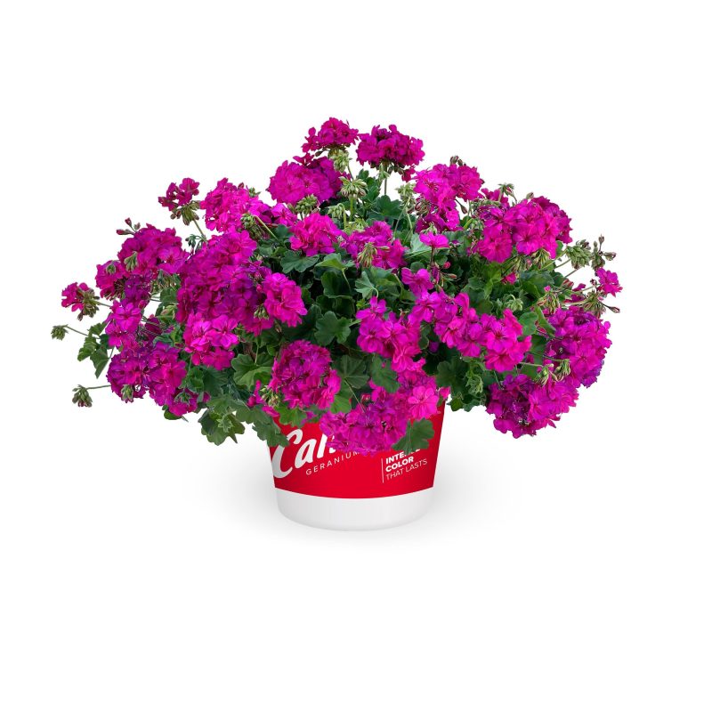 GERANIUM INTERSPECIFIC CALLIOPE CASCADE VIOLET Pot on Sweep Pot on Sweep