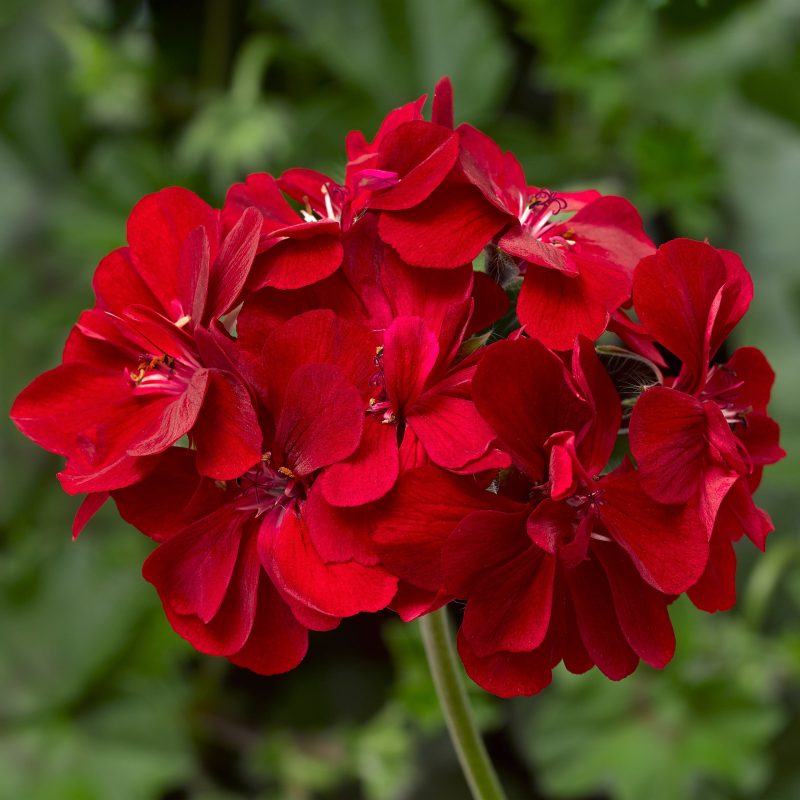 GERANIUM IVY IVY LEAGUE RED Bloom