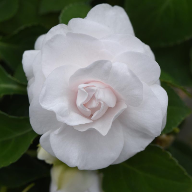 IMPATIENS DOUBLE GLIMMER WHITE Bloom Bloom