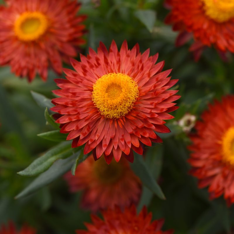 STRAWFLOWER MOHAVE FIRE RED Bloom Bloom