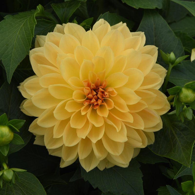 Dahlia Venti Golden Yellow Bloom 28306