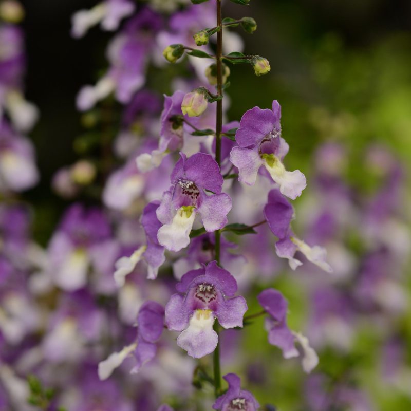 Angelonia Archangel Blue Bicolor Bloom 39645