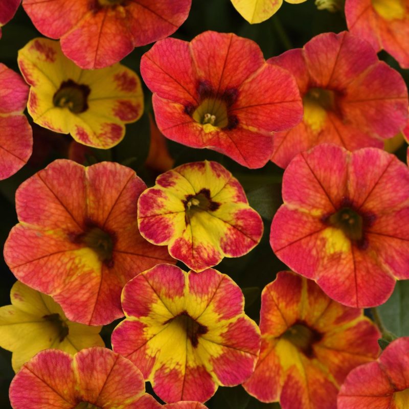 Calibrachoa Cabaret Diva Orange Bloom 19647