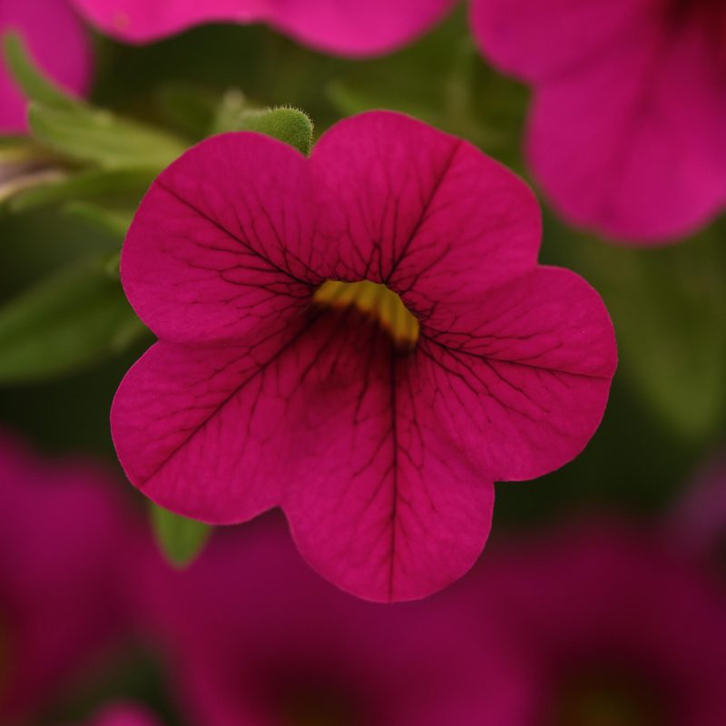 Calibrachoa Cabaret Neon Rose Bloom 20188