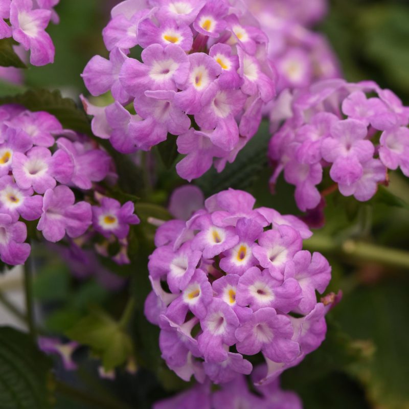 Lantana Purple Falls Bloom 26879