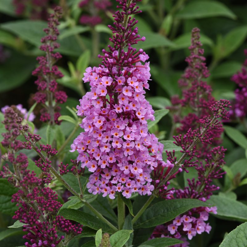 BUDDLEIA CHRYSALIS PINK Bloom Bloom