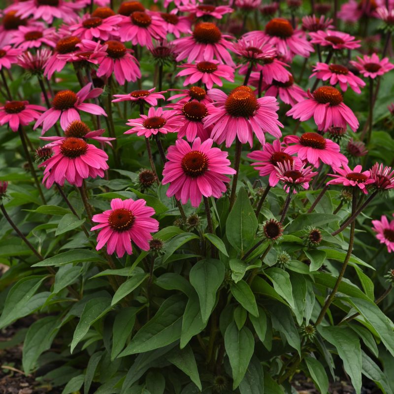 ECHINACEA SOMBRERO ROSADA Landscape Landscape