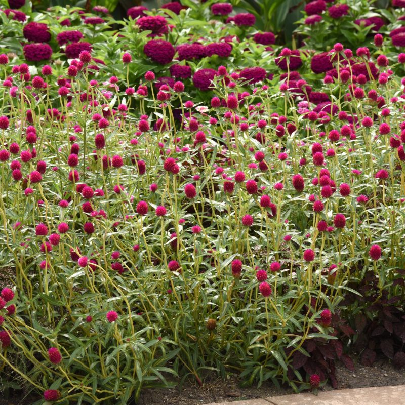 GOMPHRENA PINATA Landscape Landscape