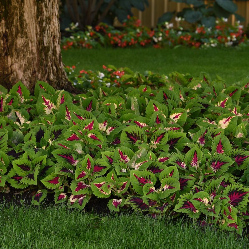 COLEUS KONG JR ROSE Landscape Landscape