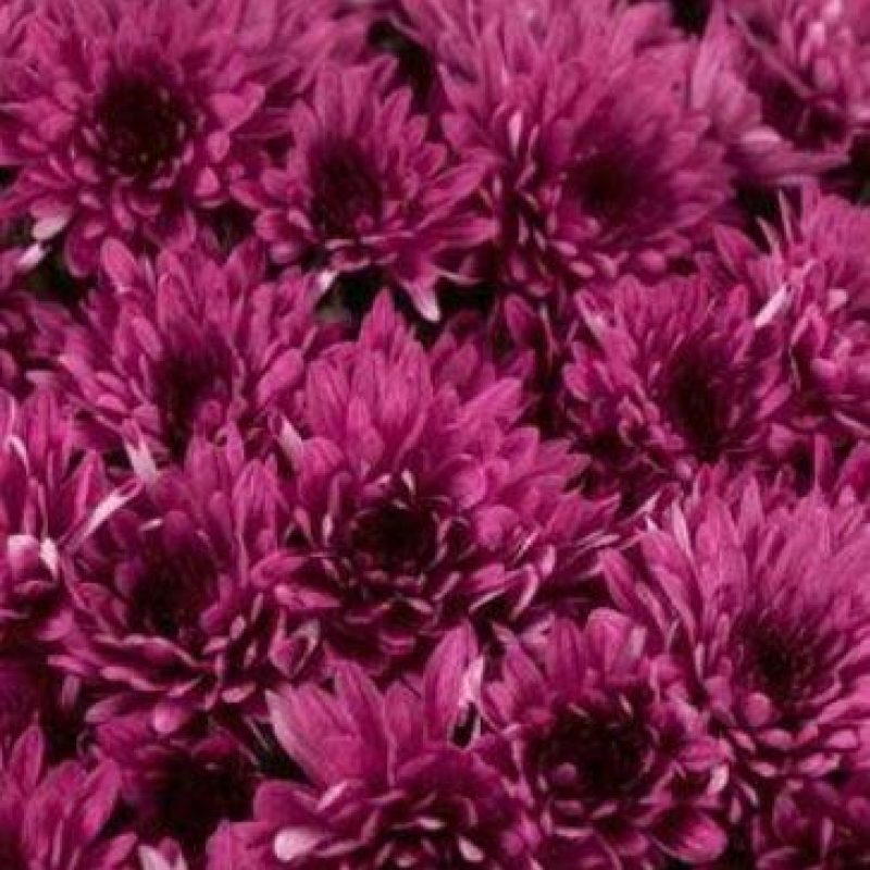 Mum avalon purple