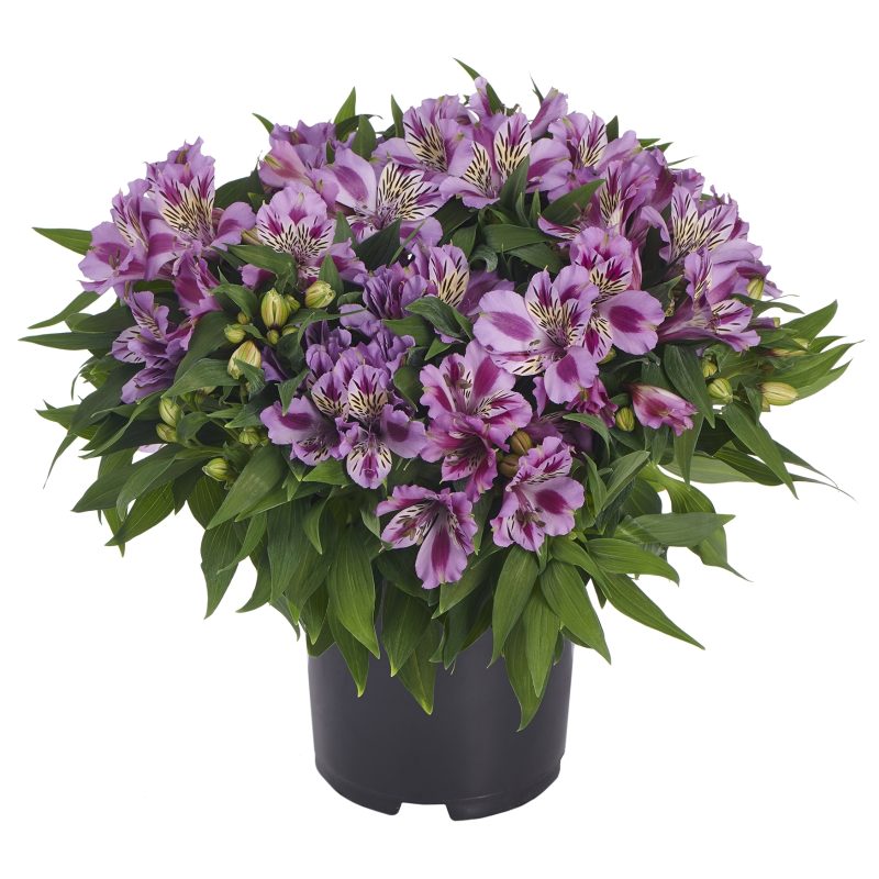 ALSTROEMERIA COLORITA MULAN Pot on Sweep