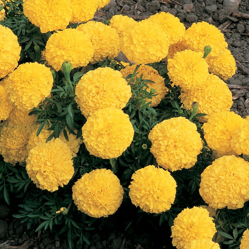 Marigold Big Bloom Yellow