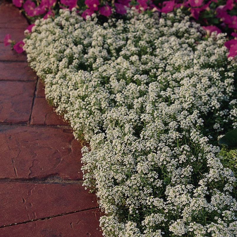 Alyssum White