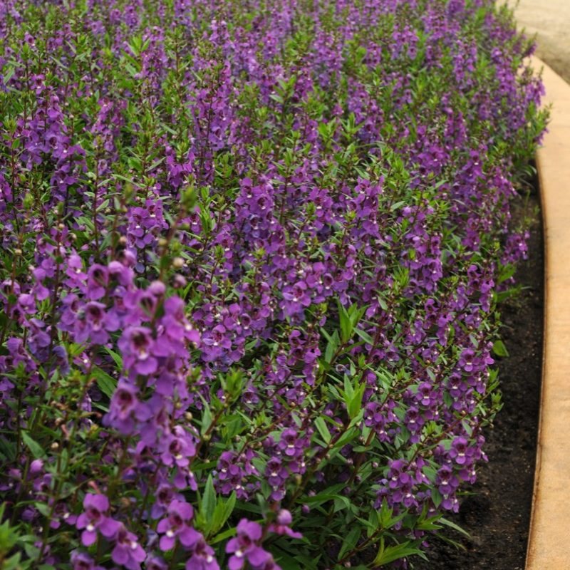 Angelonia angustifolia