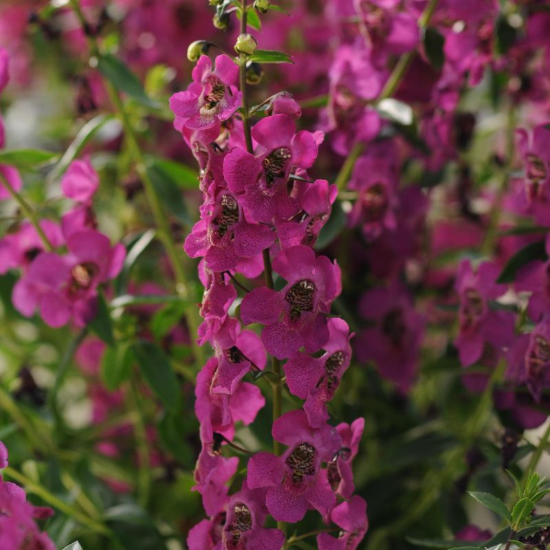 Angelonia Archangel Raspberry Bloom 28312