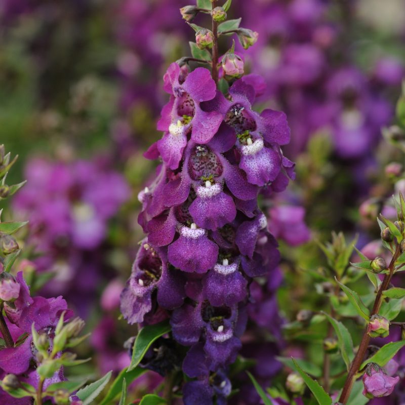 Angelonia Serenita Purple Bloom 23755