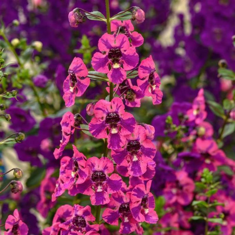 Angelonia guardianangel berrysparkler