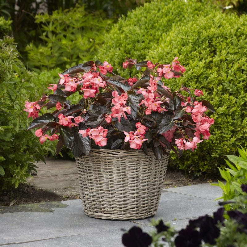 BEGONIA DRAGON WING PINK BRONZE LEAF Container Container