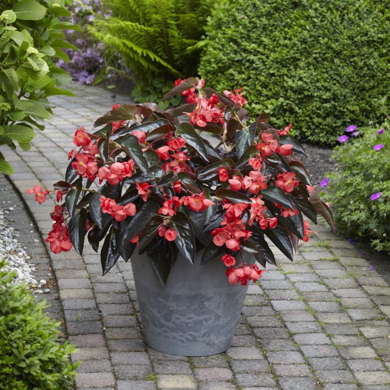 BEGONIA DRAGON WING RED BRONZE LEAF Container Container