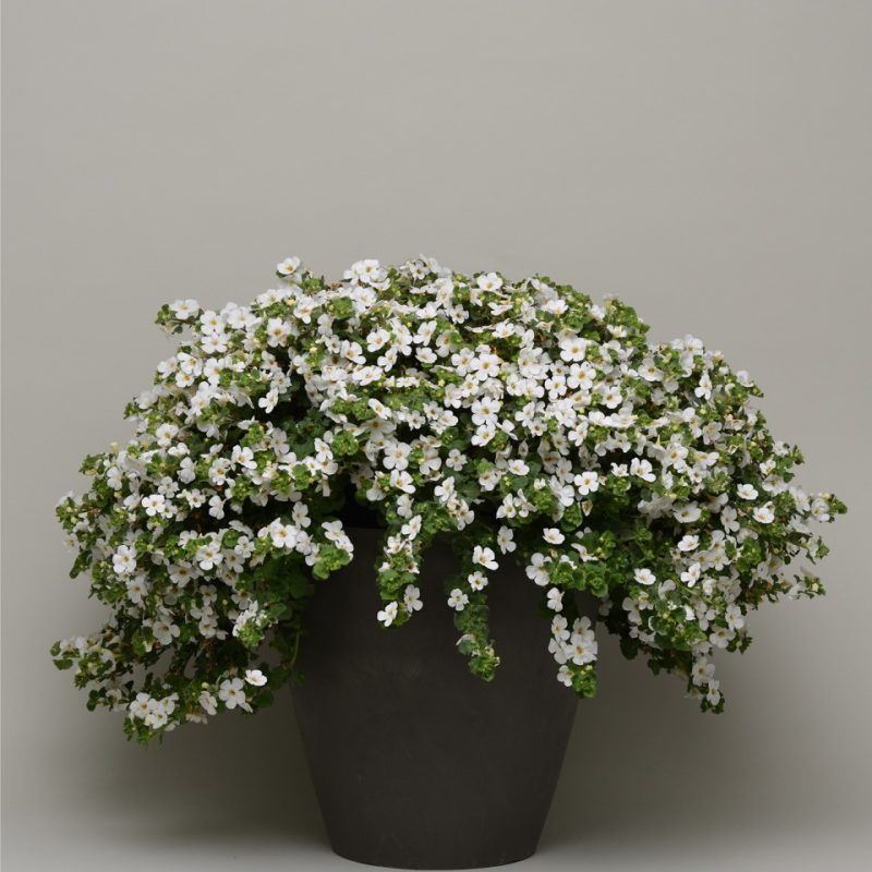 Bacopa White