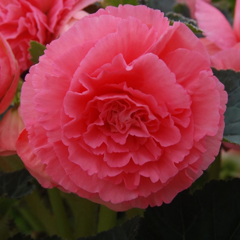 Fancy Begonia (Tuberous) Pink