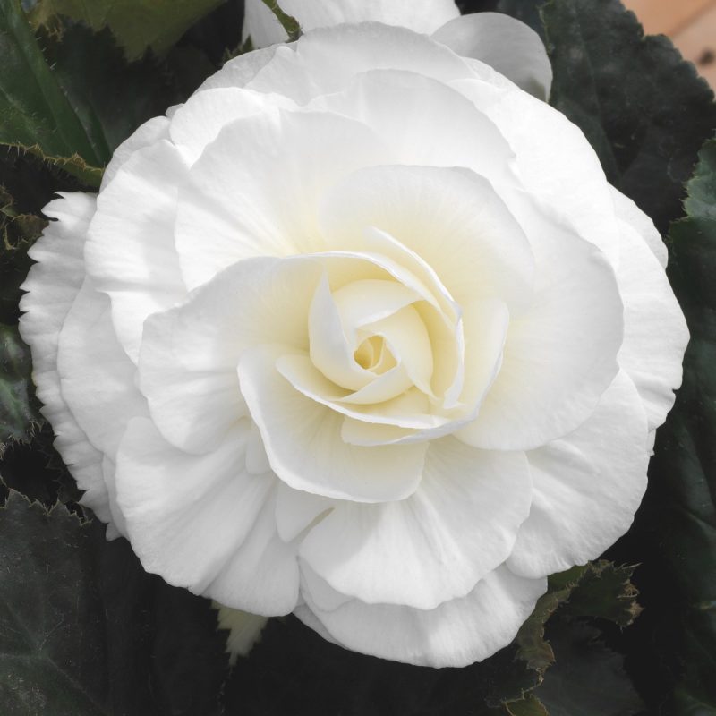 Fancy Begonia (Tuberous) White