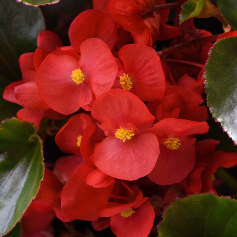 Begonia (Green Leaf)