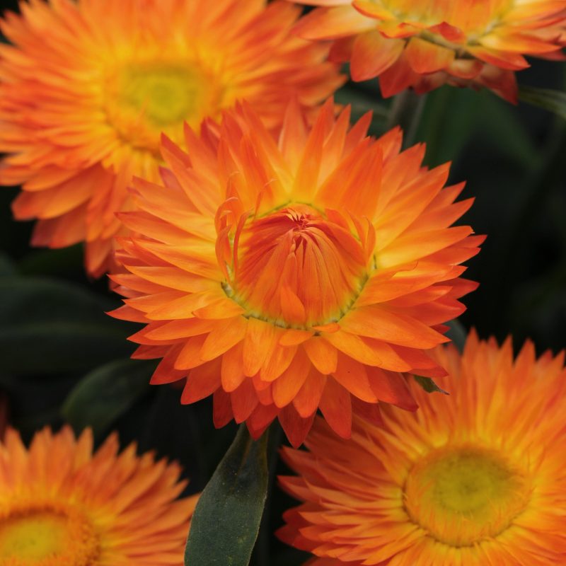 Bracteantha Mohave Orange Bloom 33307
