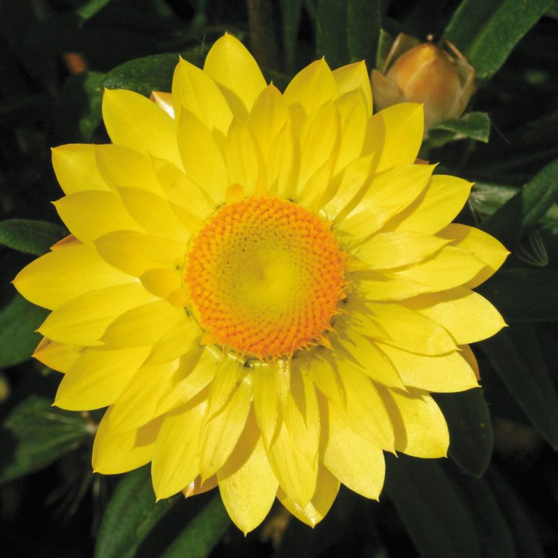 Bracteantha Mohave Yellow Bloom 34022