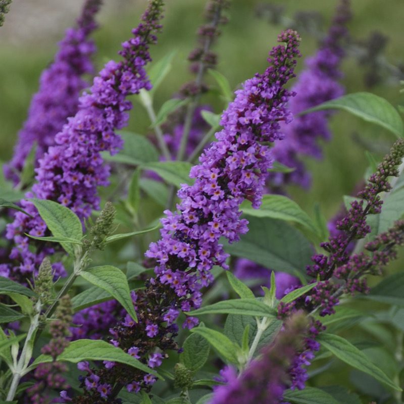 Butterfly Bush (Buddleia)