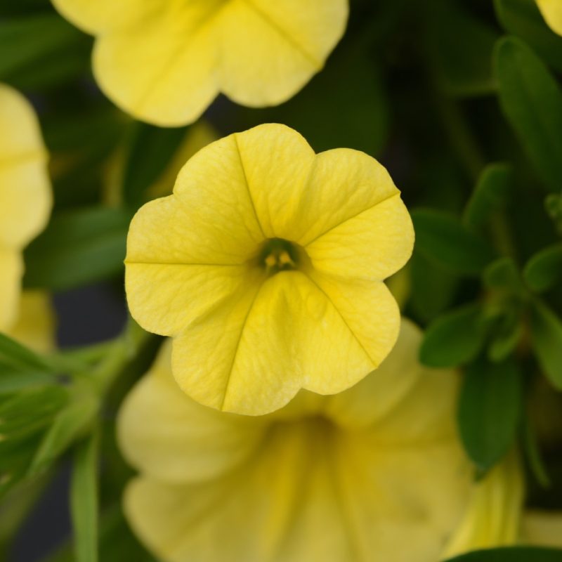 Calibrachoa Mini Famous Neo Deep Yellow Bloom 9681