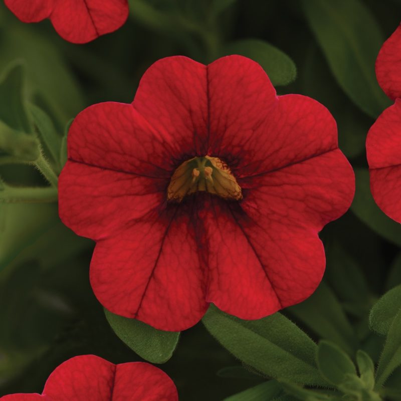 Calibrachoa Mini Famous Neo Vampire Bloom 19243