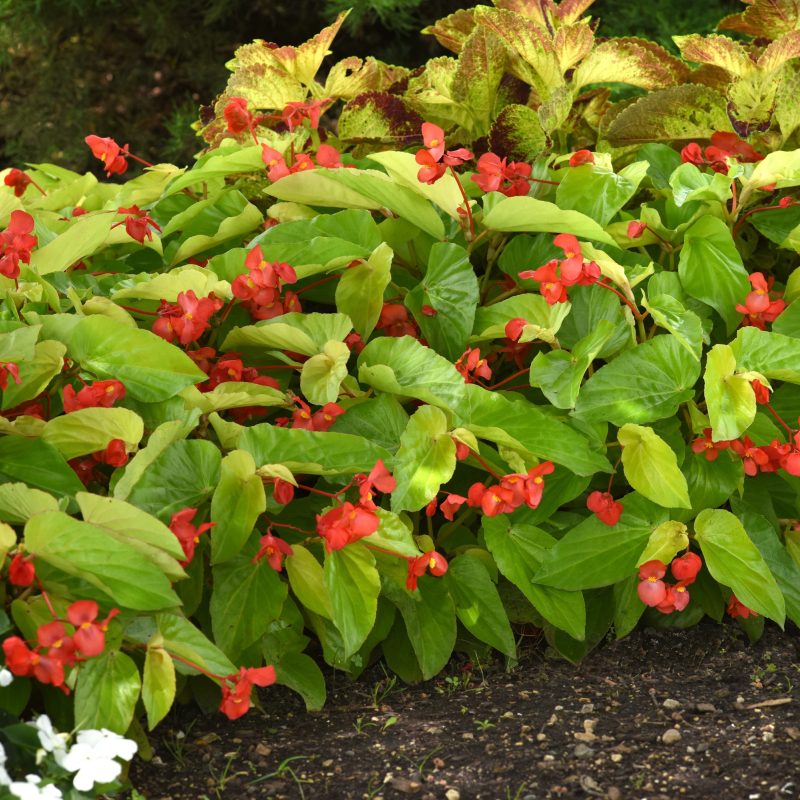 Canary Wings Begonia Color Code BSC Ball Ingenuity Landscape 07 30 20 West Chicago Mark Widhalm Job 20165268 Canary Wings Begonia01 JPG BEG20 27514 JPG Additional Landscape