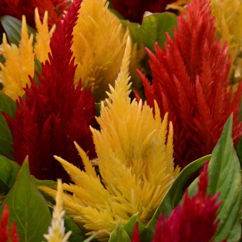 Celosia First Flame Mix Cutflower 174351