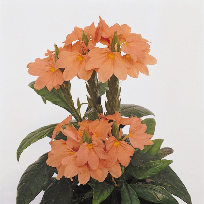 Crossandra