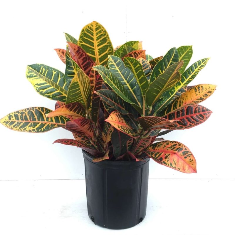 Croton