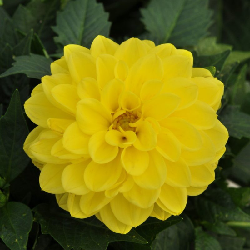 Dahlia Dahlietta Julia Bloom 29481