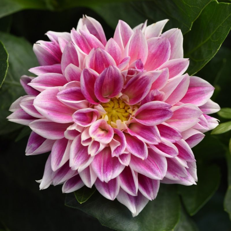 Dahlia Dahlietta Louise Bloom 24746