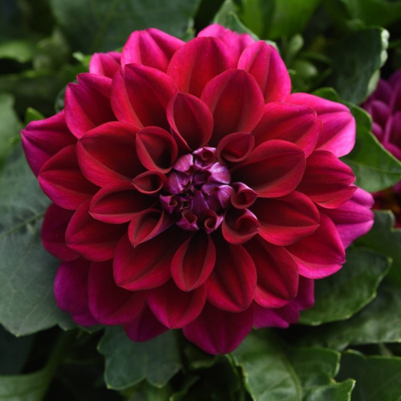 Dahlia Dahlietta Patty Improved Bloom 25227