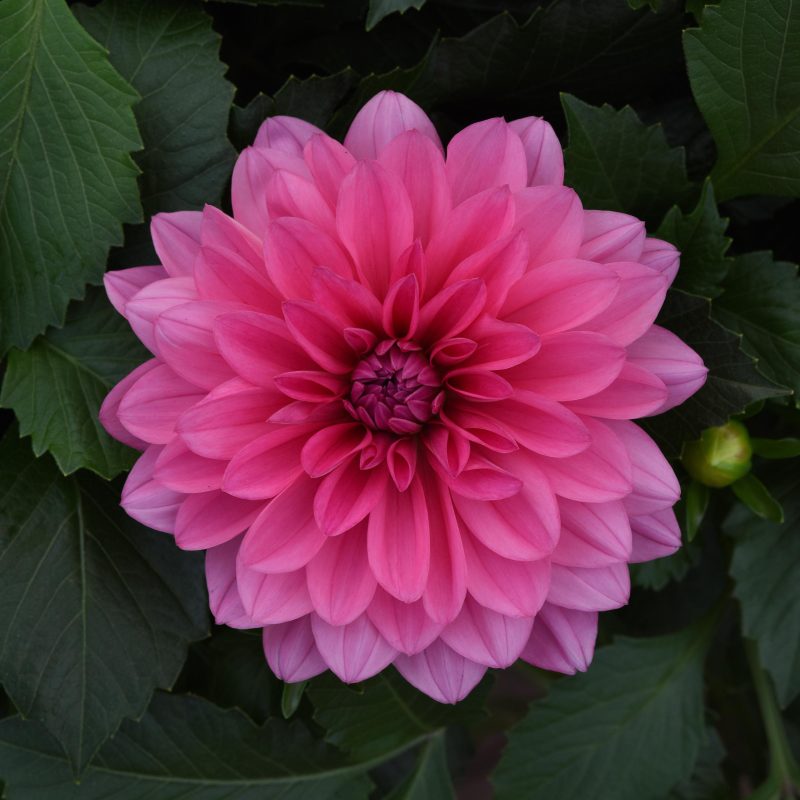Dahlia Venti Rose Light Bloom 28294