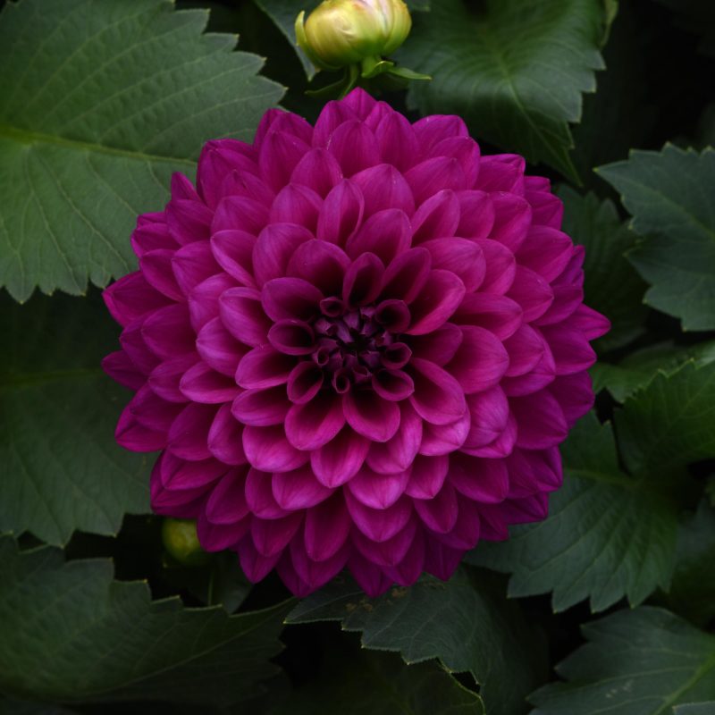 Dahlia Venti Royal Purple Bloom 28291