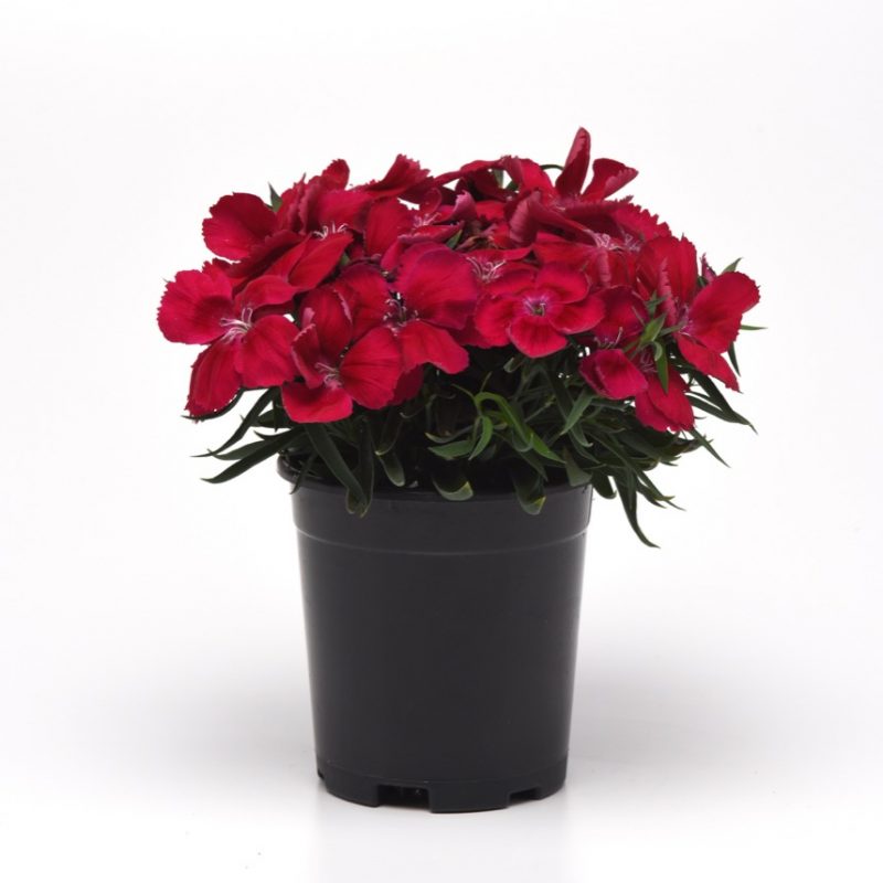 Dianthus Cherry Red