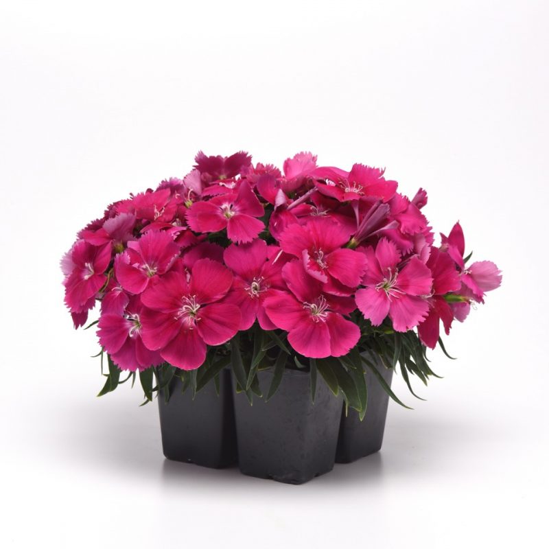 Dianthus Rose